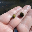 Two black and brown striped pea sized snails being held in a hand.