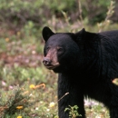 An adult American black bear in a forest