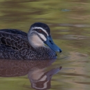 A brown duck with white and tan stripes on it's face