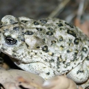 A toad with white skin and dark colored spots