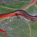 A Florida Keys mole skink is shown from above on a leaf. His back is brown with a pinkish red tail.