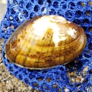 Hamiota altilis mussel on collection bag from the Conasauga River, TN