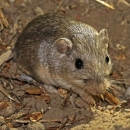 Image of a Pacific pocket mouse that is brownish tan in color