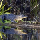 A large reptile basking in the sun on a log over still water surrounded by green vegetation