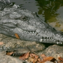 A large gery reptile on the bank of a water body with large, sharp, white teeth