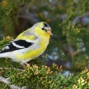 A yellow bird with black spot on its head and wings perched in an evergreen tree