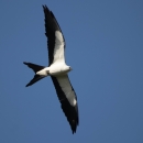 A raptor flying through the air with white belly and black borders along it's wings