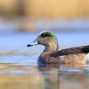 A bird swimming with green markings behind it's eye