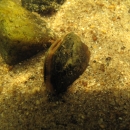 A small mussel half buried in sand with a small opening for filtering water