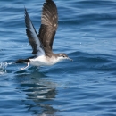 A bird with dark brown/grey wings and white breast flying low over the water splashing