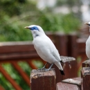 Two small white birds with royal blue feathers around their eyes and yellow beak standing on a fence post