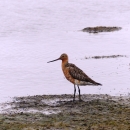 A tall rust and brown-colored shorebird with slender legs and beak