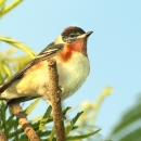A white-breasted bird with rusty red coloring on its throat and the top of its head. Black feathers cover the bird's face.