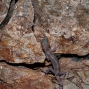 A small brown gecko climbing up a reddish brown rock