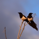 Two all black birds with white breast perched on a branch