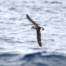 A dark grey bird with black cap flying low over the water