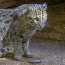 A dusty brown cat with black spots