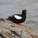 A black bird with white wing and orange/red mouth and foot