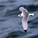 A gull with white head and tail feathers, grey wings with black tips and a black spot on it's neck