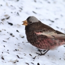 A small bird with grey cap, rosy belly and brown feathers on it's shoulders