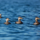 Five brown and grey birds floating on blue water