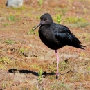 A black bird with black beak standing on one large, orange leg