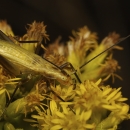 A large white cricket with black legs and antennae on a flowering plant