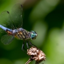 A bright blue dragonfly perched on a dead flower