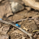 A dragonfly with blue markings on its head, thorax and the tip of its tail, resting on a twig on the ground
