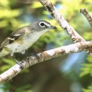A grey bird with white breast and some yellow markings around its wings on a branch