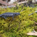 A black salamander with blue spots all along it's sides walking on moss