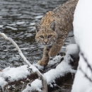 A brown spotted cat walks along a snowy river bank