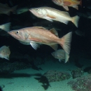 A school of grey and coral fish swimming above a sandy bottom