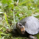 A small black turtle white bright orange markings on it's neck walking in grass