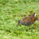 A small brown bird with orange legs walking across green vegetation