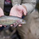 A fish in hand with dark circular spots along it's side