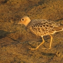 A shorebird with different shades of brown in it's feathers and long narrow legs