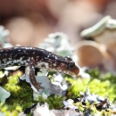 A dark brown salamander with white and copper colored spots along its side and back