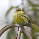 A yellow and grey bird perched on a branch