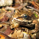 Tan and brown splotched frog with large eyes standing on leaf litter