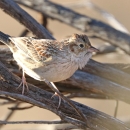 A brown and grey bird with tufted feathers on its head