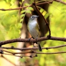 A small bird with white breast, grey cheeks and yellow patches below it's wings