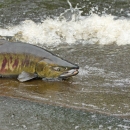 An olive green salmon with red and black tiger stripes on the bank