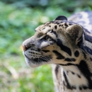a tan cat with black spots and stripes and long white whiskers