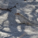 A black and white patterned lizard on similarly colored sand in the shade