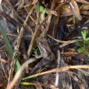 A small grey and brown frog standing in soggy vegetation