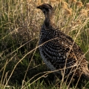 A bird with various shades of brown and black standing in tall grass