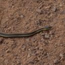 A long black snake with white and orange stripes down it's length on red, rocky soil