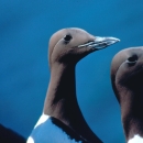 A close-up photo of two birds with black heads and beaks