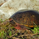 A round-shelled turtle in grass. The turtle is hiding in it's shell